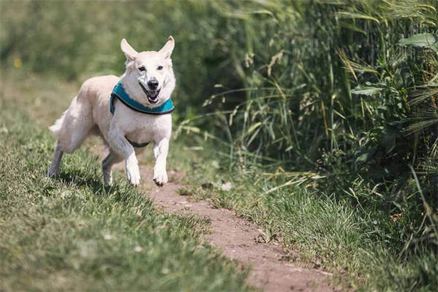고양이 액체 약 먹이는 법 3가지 (초보 집사 필수!)