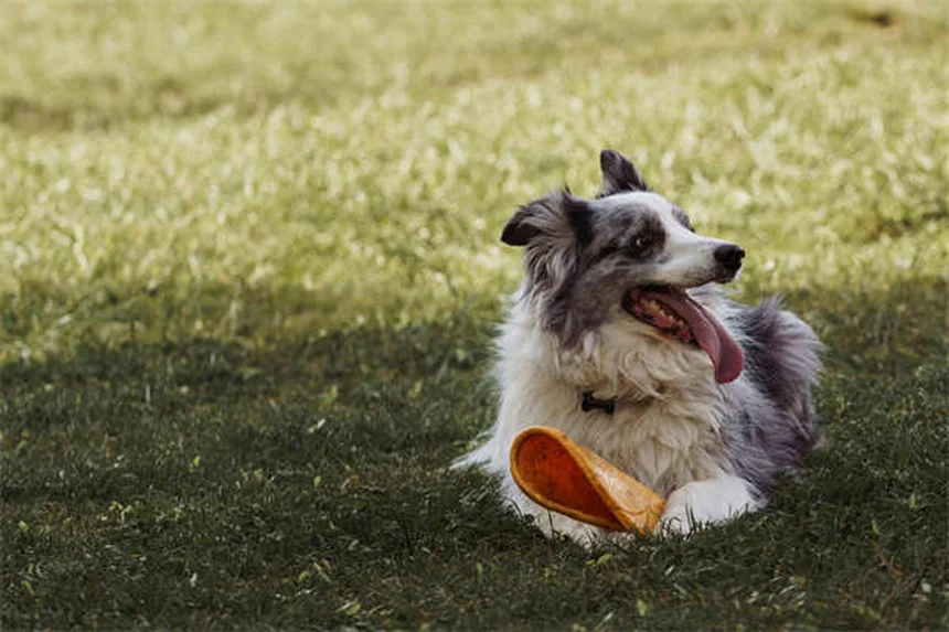고양이 액체 약 먹이는 법 3가지 (초보 집사 필수!)