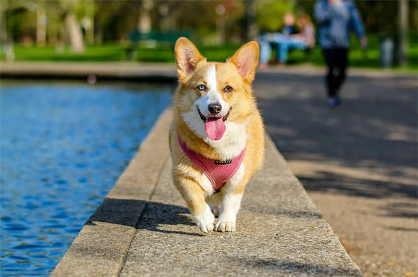고양이 잇몸 질환 증상 10가지와 효과적인 예방법