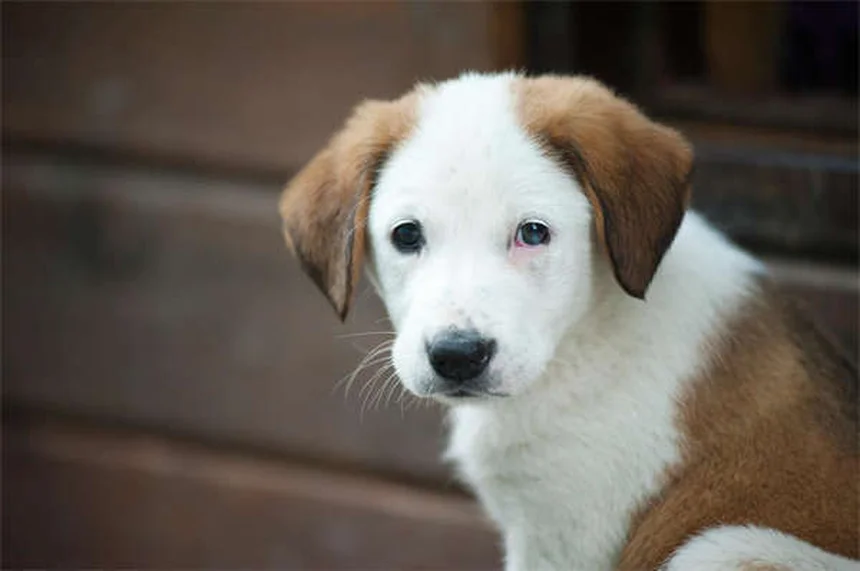 고양이 임신 기간과 새끼 수 예상하는 방법 7가지