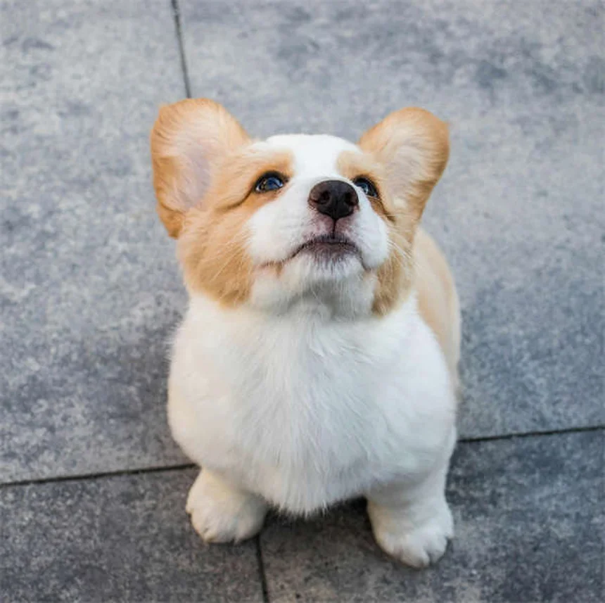 고양이 임신 기간과 새끼 수 예상하는 방법 7가지