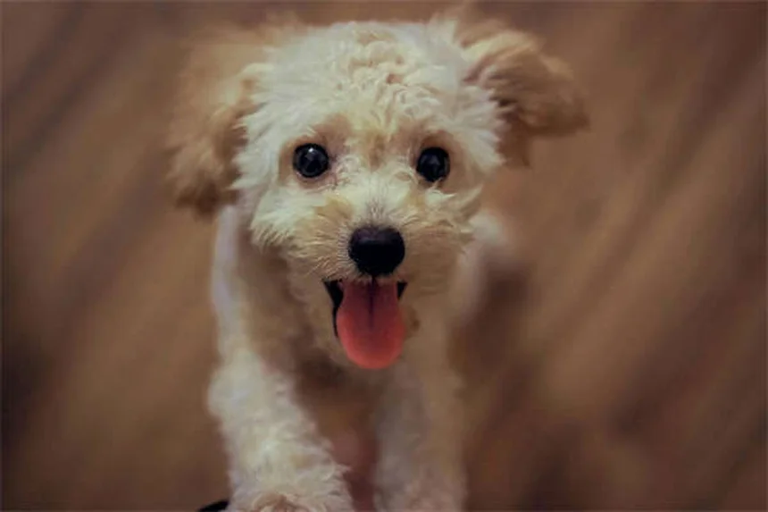고양이 반죽 행동의 비밀: 왜 고양이는 발로 반죽할까?