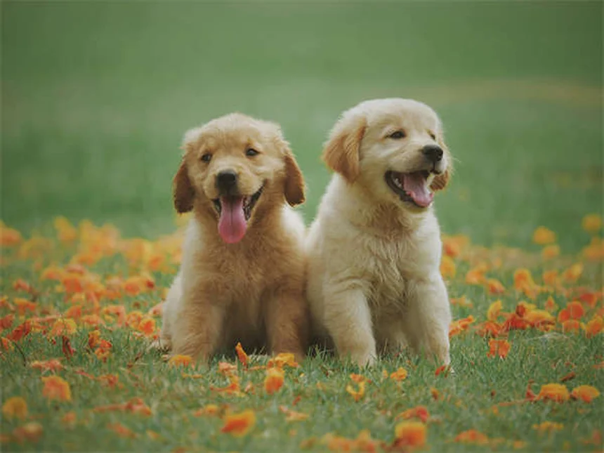 고양이 반죽 행동의 비밀: 왜 고양이는 발로 반죽할까?