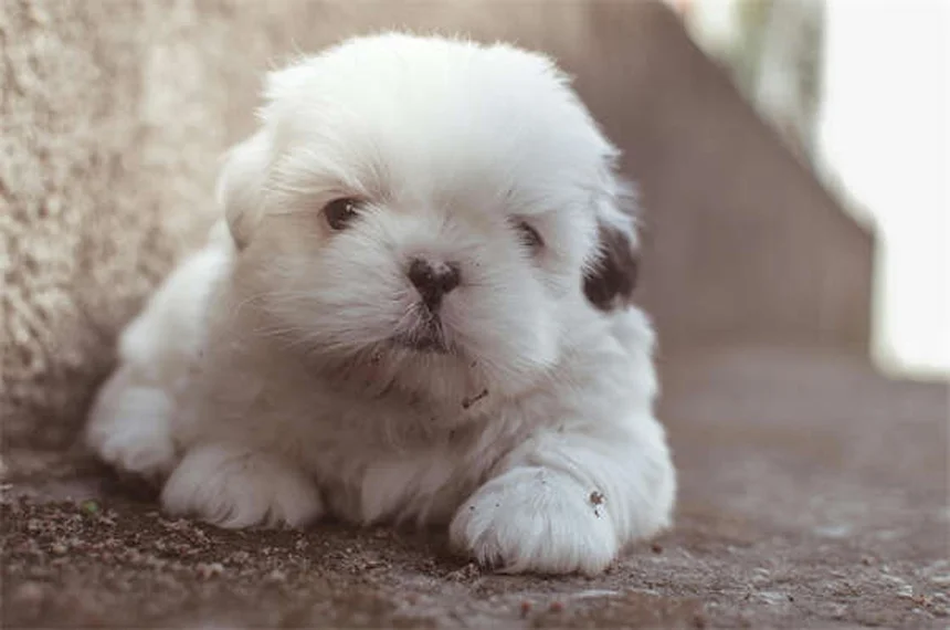 고양이 침술 효과와 비용 총정리 (2024 최신판)